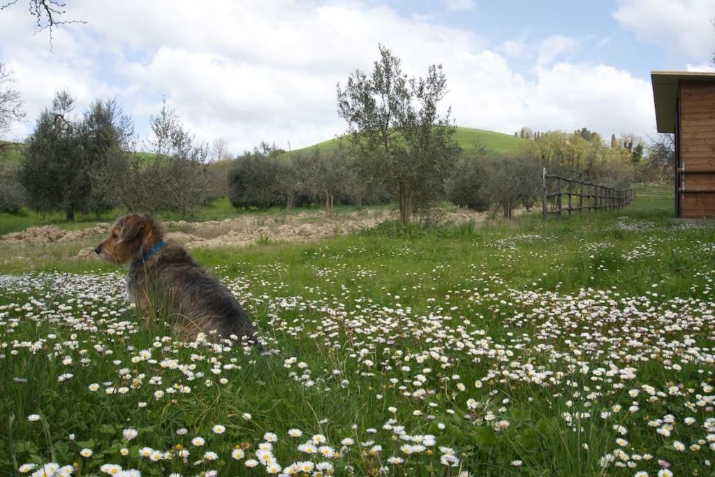 Casa Vacanze Podere San Giusto โวลแตร์รา ภายนอก รูปภาพ
