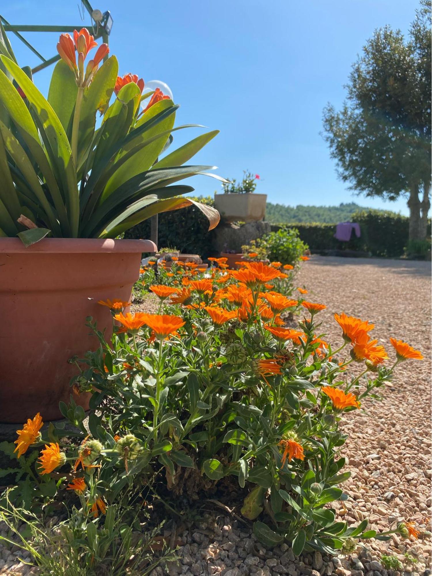 Casa Vacanze Podere San Giusto โวลแตร์รา ภายนอก รูปภาพ