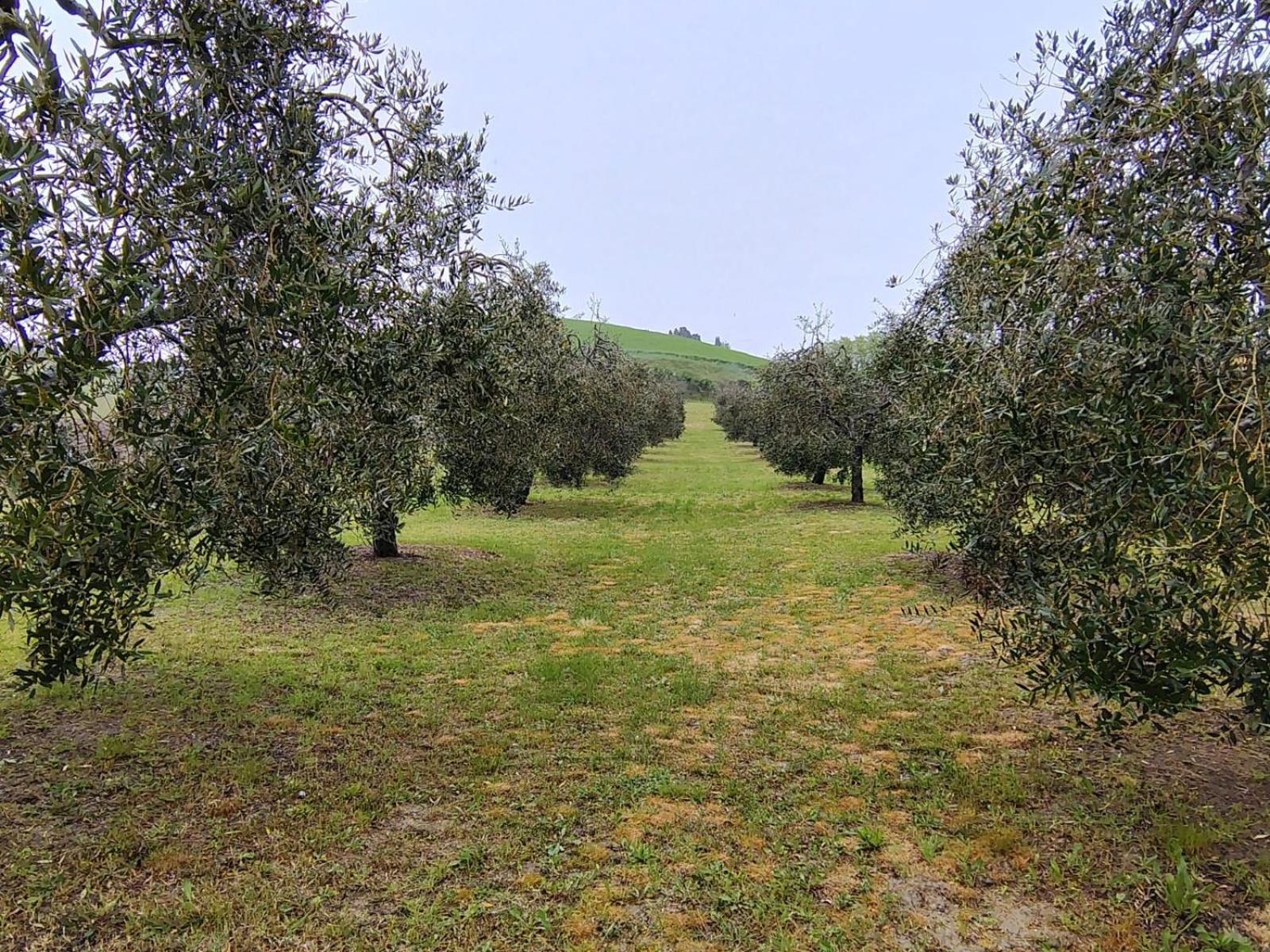 Casa Vacanze Podere San Giusto โวลแตร์รา ภายนอก รูปภาพ